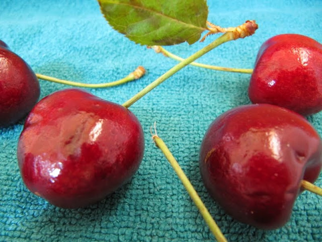 close-up of fresh cherries on a turquoise background on a post for Cherry Chocolate Chip Scones.
